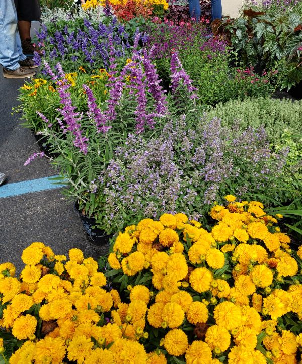 Photo of flowering plants at a nursery.