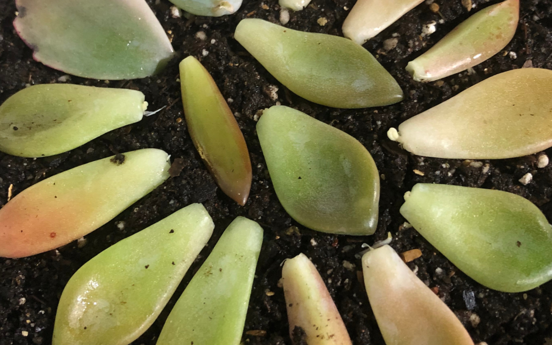 Succulent Team – Bill Utley “What is in a name?”