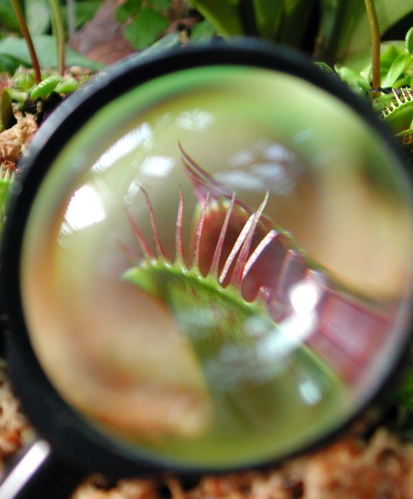 Photo of venus fly trap plant viewed through a magnifying glass.